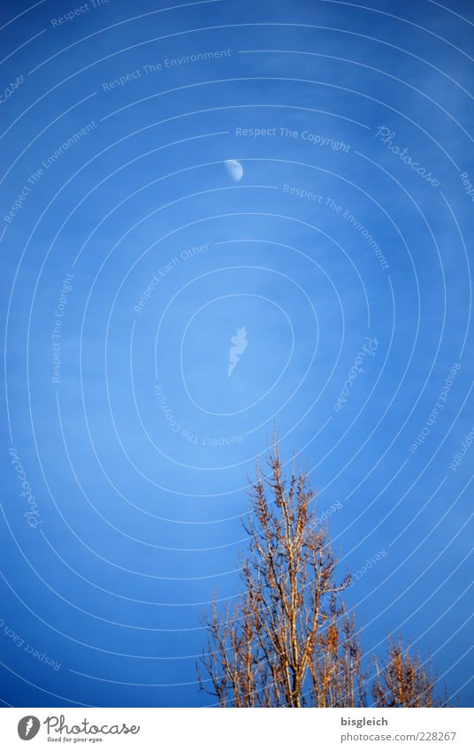 Tree to Moon Sky Blue Longing Far-off places Colour photo Exterior shot Deserted Copy Space top Day Treetop Copy Space middle Dusk Night Twilight Moonstruck