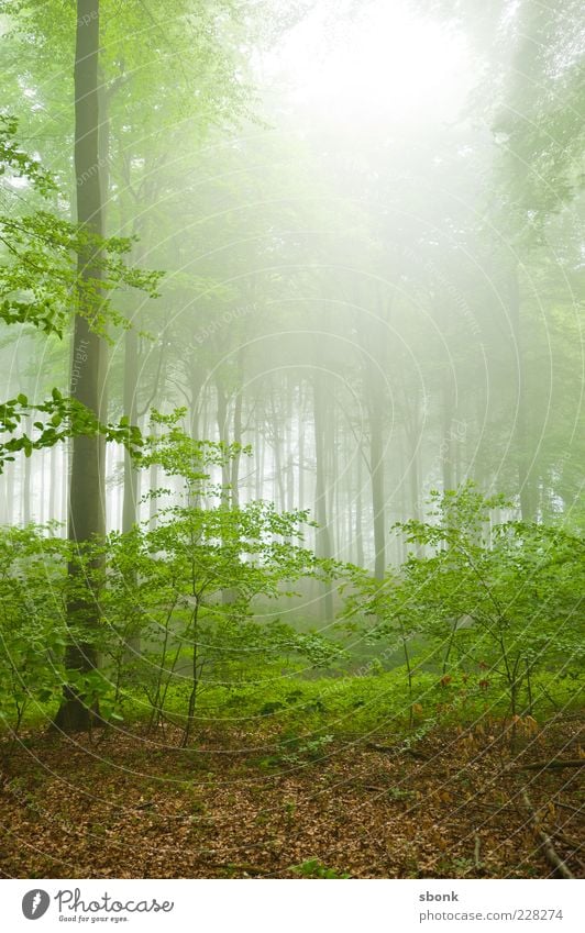 forest Environment Nature Landscape Plant Summer Fog Tree Bushes Virgin forest Green Forest Morning Deserted Back-light Hollow Light (Natural Phenomenon)