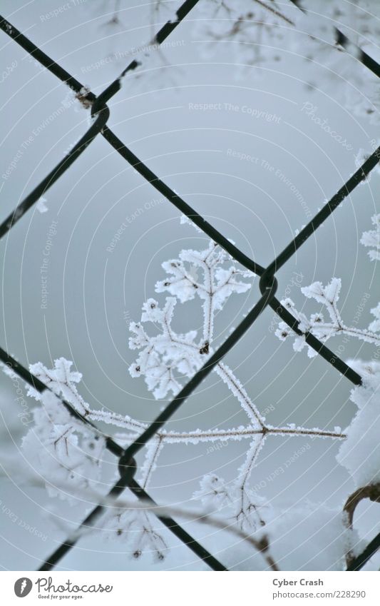 Crystal on wire mesh fence Plant Winter Ice Frost Snow Grass Bushes Wild plant Subdued colour Exterior shot Macro (Extreme close-up) Twilight Deserted Frozen