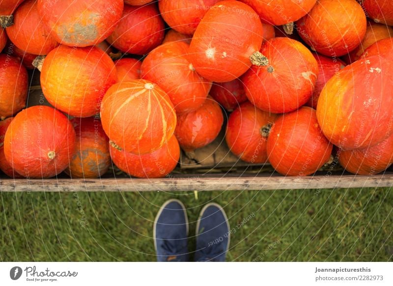 Hello pumpkins Vegetable Pumpkin Pumpkin time Hokkaido Organic produce Vegetarian diet Shopping Healthy Eating Garden Thanksgiving Hallowe'en Gardening