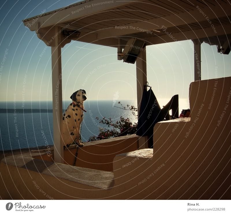 A dog named Beethoven. Vacation & Travel Tourism Summer Ocean Santorini Greece Pet Dog 1 Animal Sit Wait Dalmatian Terrace Colour photo Exterior shot