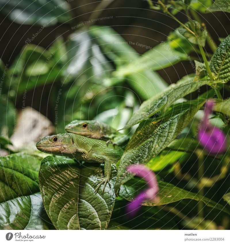 In paradise Plant Animal Leaf Blossom Deserted 2 Pair of animals Observe Love Embrace Green Pink Saurians double Colour photo Close-up Copy Space left