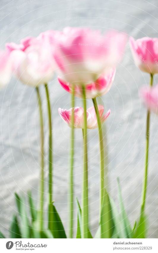 but the backmost tulip is hot! Nature Plant Spring Flower Leaf Blossom Bright Green Pink White Tulip Tulip blossom Detail Macro (Extreme close-up)