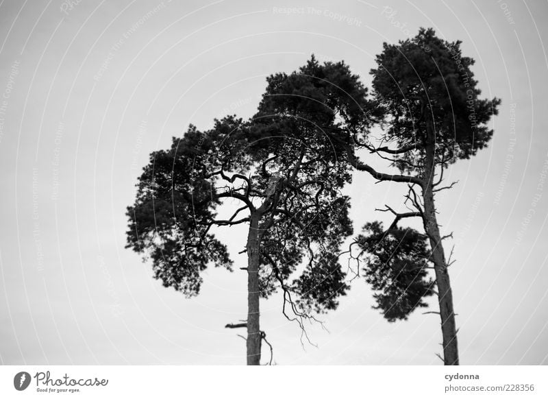 two Calm Environment Nature Sky Tree Esthetic Relationship Uniqueness Sustainability Transience Growth Change In pairs 2 Touch Black & white photo Exterior shot