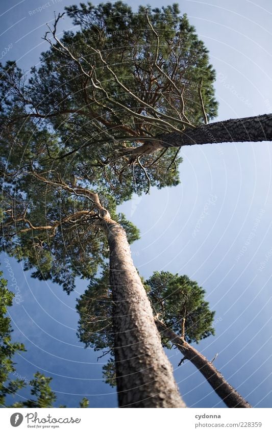 toward heaven Far-off places Freedom Environment Nature Cloudless sky Summer Beautiful weather Tree Forest Esthetic Uniqueness Idyll Life Sustainability Calm