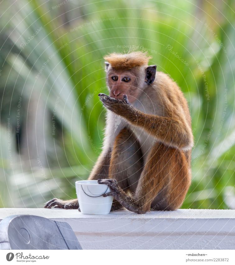 sweet tooth Nature Hair and hairstyles Short-haired Monkeys Sugar Sri Lanka Candy Purloin 1 Animal Eating To enjoy Sit Green Appetite Adventure Delicious