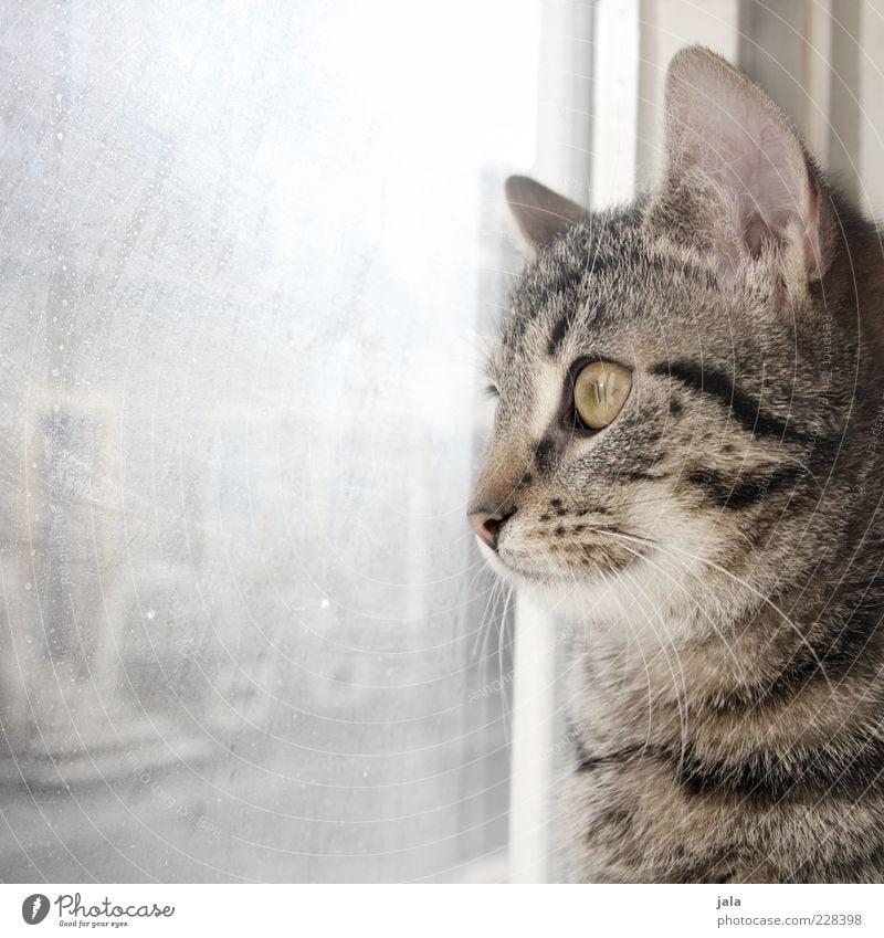 800 | cuddlier Animal Pet Cat 1 Beautiful Observe Window Glass Slice Domestic cat Colour photo Interior shot Deserted Copy Space left Day Light Sunlight