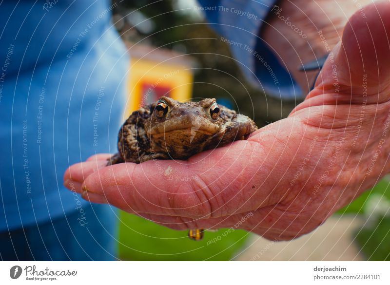 They carry a little toad on their hand- Joy Harmonious Summer Hand 1 Human being Beautiful weather Garden Bavaria Germany Animal Frog Going Walking Looking