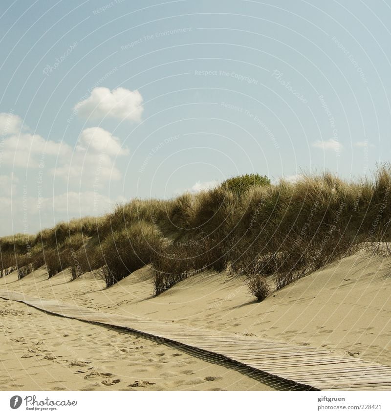 by hook or by crook Environment Nature Landscape Plant Elements Sand Sky Clouds Summer Beautiful weather Bushes Foliage plant Coast Beach North Sea Ocean Island