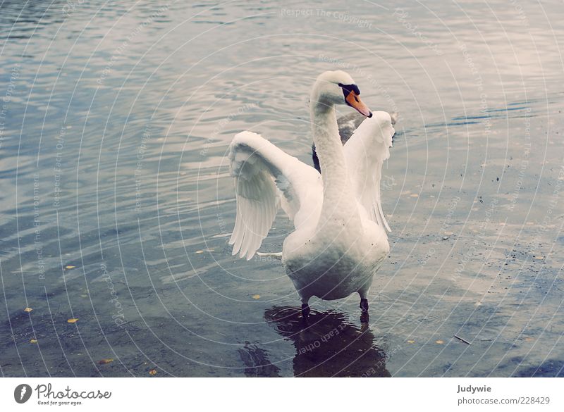 majestically Elegant Beautiful Freedom Environment Nature Water Winter Pond Lake Animal Bird Wing Feather Swan Esthetic Blue White Emotions Power Determination