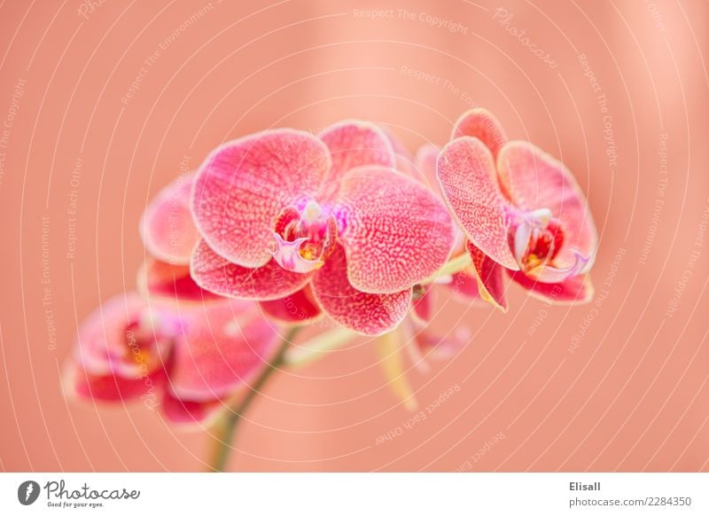 Tropical Orchid Plant Nature Elegant Orchid blossom Botany Pastel tone Exotic Flower Flowering plant Blossom Garden Gardening equipment Exterior shot