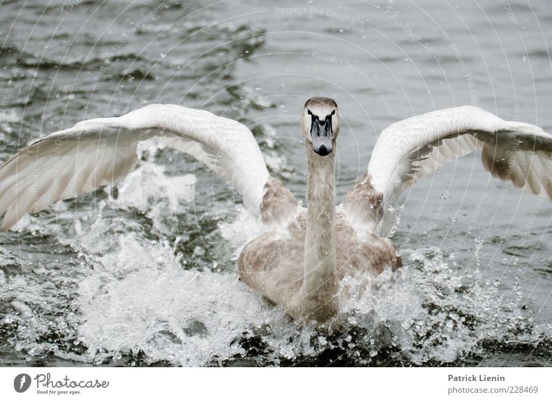 safe landing Environment Nature Animal Elements Drops of water Wild animal Swan Wing 1 Elegant Beautiful Near Curiosity Landing Flying Gray White Looking Span