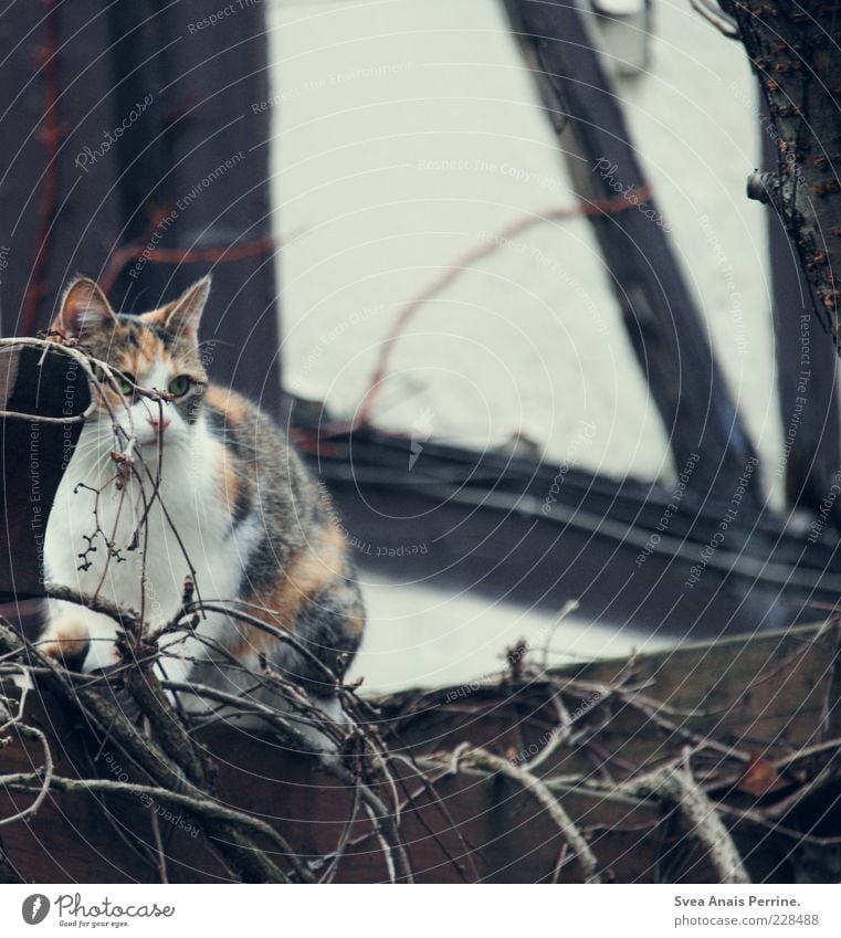 Hidden. Branch Wall (barrier) Wall (building) Garden Animal Pet Cat 1 Sit Beautiful Contentment Fear of the future Half-timbered house Hide Observe Colour photo