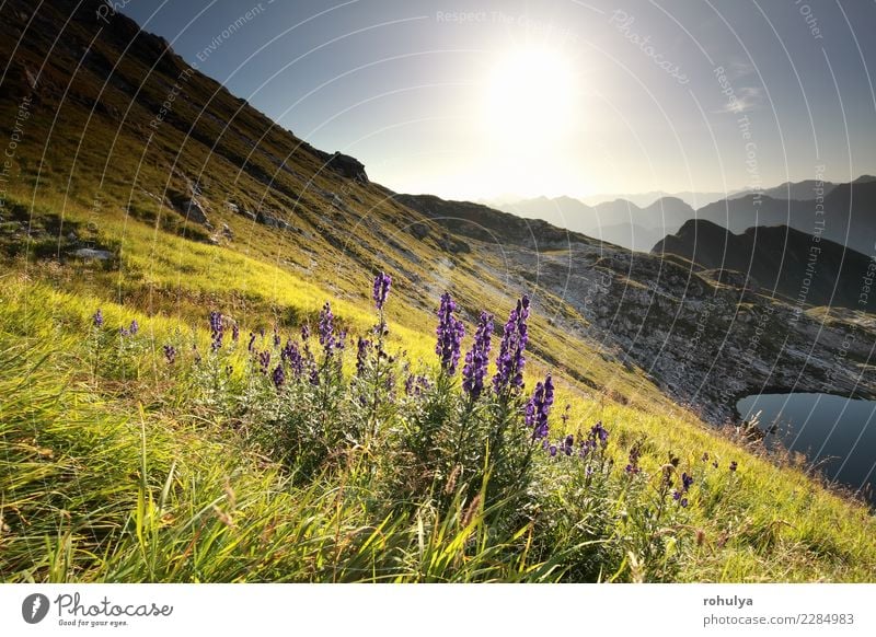 morning sunshine over purple alpine flowers in mountains Summer Sun Mountain Landscape Plant Water Sky Sunrise Sunset Beautiful weather Flower Meadow Hill Alps