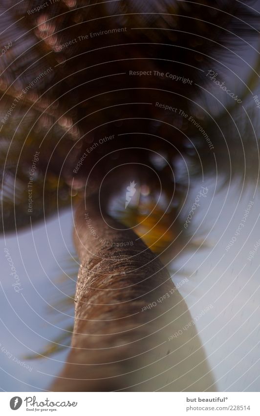 gentle breeze Environment Nature Plant Sky Cloudless sky Sunlight Tree Colour photo Exterior shot Palm tree Tree trunk Blur 1 Deserted