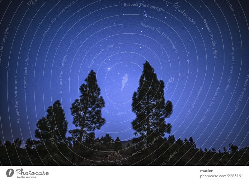 night sky Nature Plant Sky Cloudless sky Stars Spring Beautiful weather Tree Bushes Cold Blue Brown Black White Starry sky Venus Stone pine Colour photo