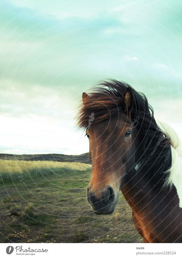 View on Saturday Nature Landscape Animal Sky Clouds Wind Meadow Farm animal Wild animal Horse Animal face 1 Looking Stand Wait Esthetic Friendliness Natural