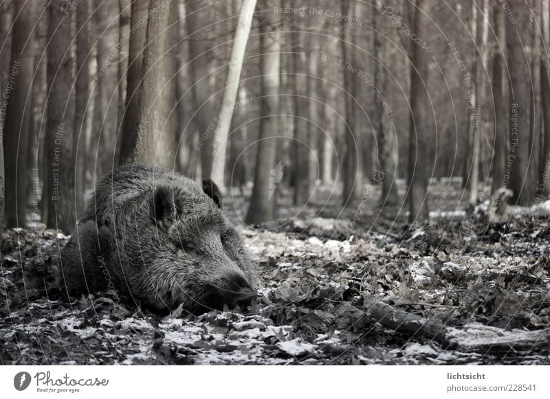 Wild boar sleeps II Environment Nature Autumn Winter Tree Forest Animal Wild animal 1 Sleep Sow Swine Leaf Woodground Threat Dream Lie Black & white photo