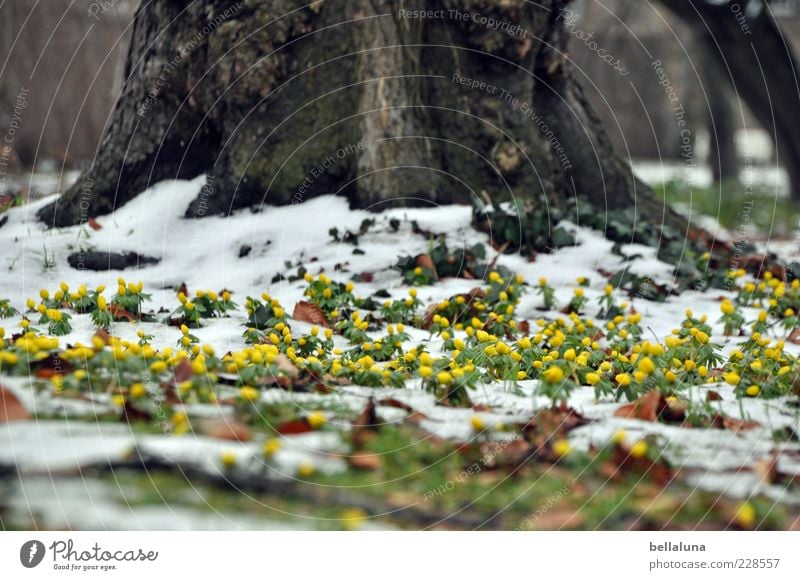 fighting spirit Environment Nature Landscape Plant Earth Beautiful weather Ice Frost Snow Tree Wild plant Garden Park Meadow Spring flowering plant