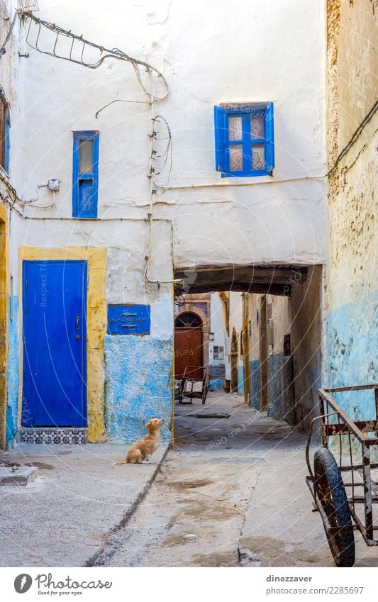 Puppy at the street, Essaouira Vacation & Travel Tourism House (Residential Structure) Culture Animal Town Building Architecture Street Dog Old Cute Blue Colour