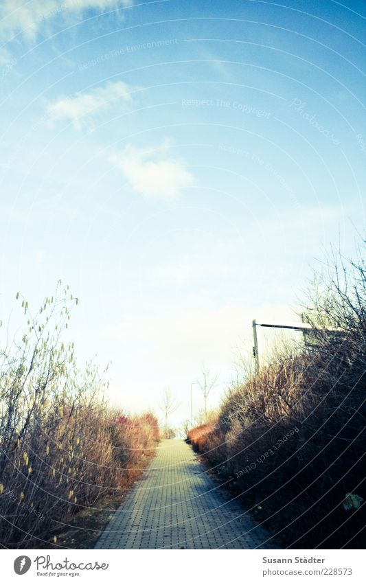 ^ Landscape Bright Autumn Footpath Sidewalk Street sign Clouds in the sky Bushes Sky Right ahead Skyward Colour photo Deserted Copy Space top Light Shadow