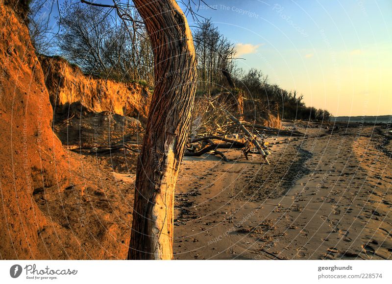 Hohen Wieschendorf Summer Beach Ocean Environment Nature Landscape Plant Earth Sand Autumn Beautiful weather Tree Bushes Coast Baltic Sea Blue Brown Yellow Gold