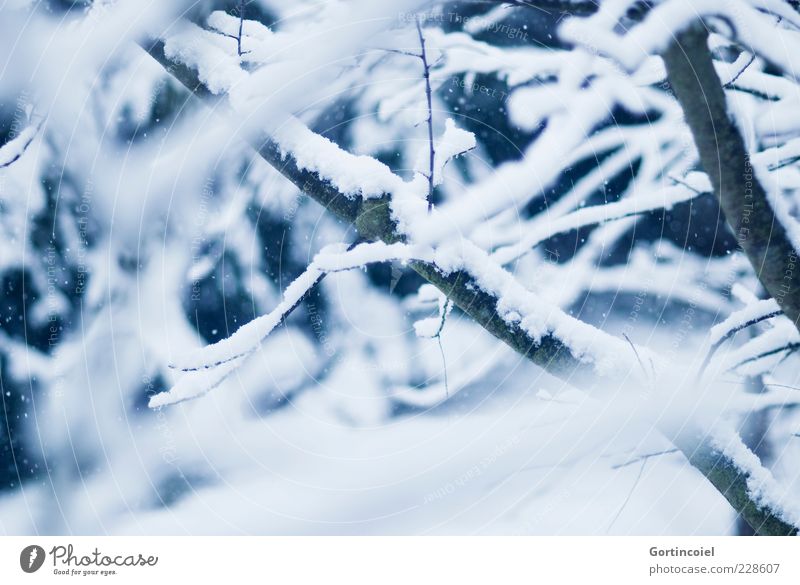 relapse Nature Winter Weather Snow Tree Cold Branch Colour photo Exterior shot Shallow depth of field Deserted Blur Twig Branchage Close-up Detail