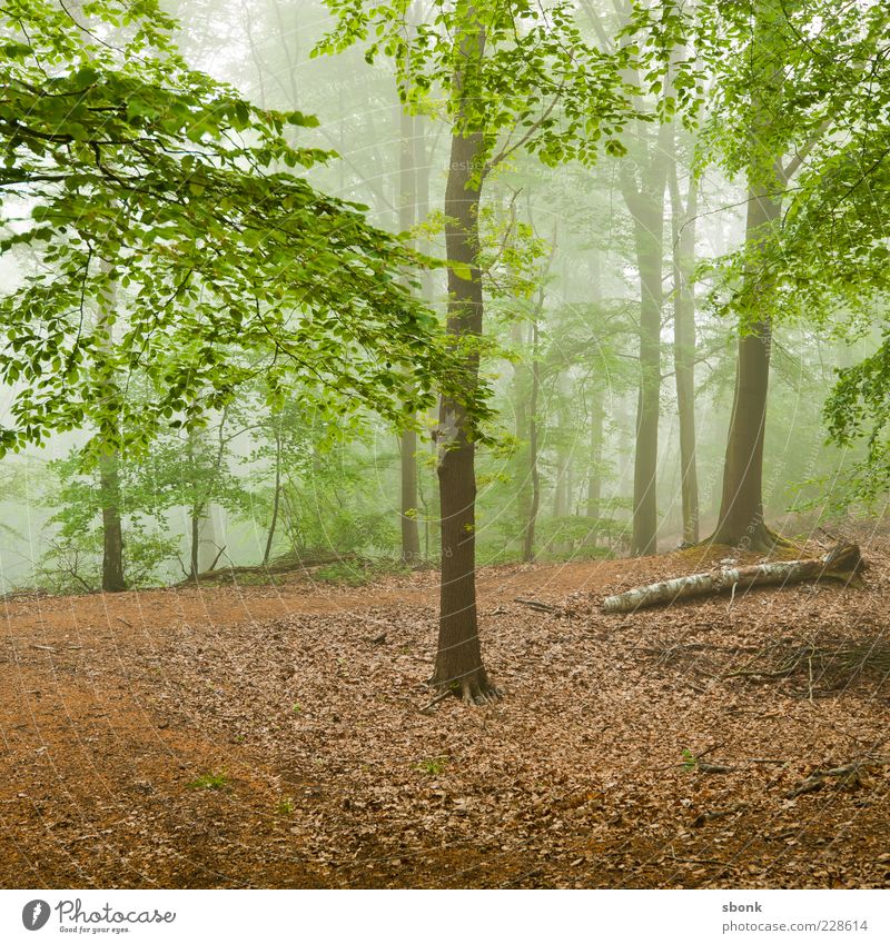 ardennes Forest Environment Nature Landscape Plant Fog Tree Leaf Green Multicoloured Light Deserted Natural Haze