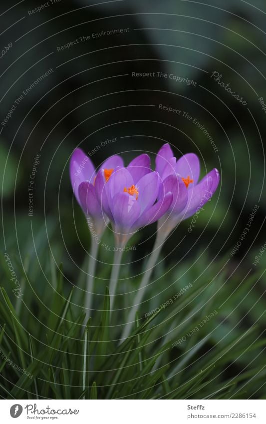 three crocuses grow side by side Crocus Spring Crocuses spring flowers flowering crocuses crocus flowers spring awakening Nordic wild plants