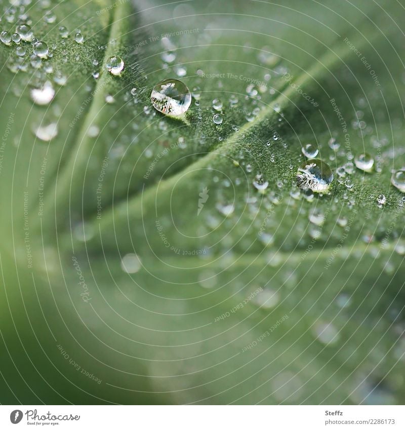 Raindrops on a lady's mantle leaf Alchemilla leaves Alchemilla vulgaris allchemilla vulgaris raindrops Drop drop picture Leaf Rachis medicinal plant