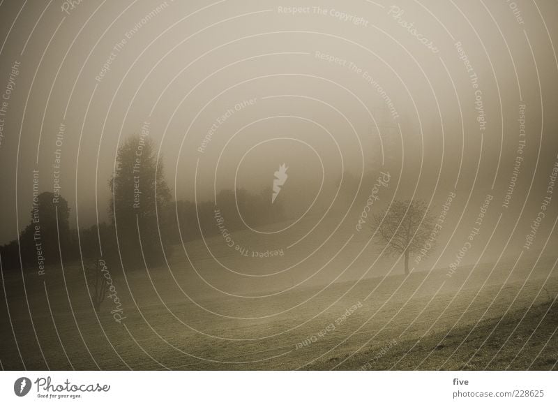 lonely tree Nature Landscape Sky Clouds Autumn Bad weather Fog Ice Frost Plant Tree Bushes Meadow Field Forest Hill Dark Gloomy Moody Colour photo Exterior shot