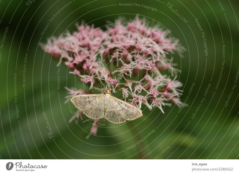 Brown-fronted white span on blossom Nature Plant Blossom Animal Butterfly 1 Natural Soft Green Violet Calm Colour photo Exterior shot Close-up