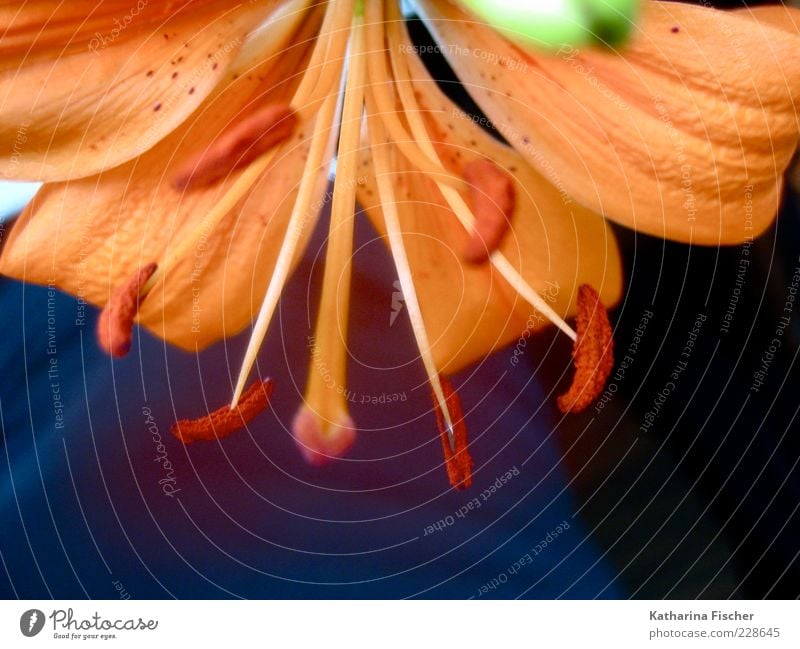 Lily was here Painting and drawing (object) Plant Flower Blossom Green Blossoming Bud Pistil Orange Lily plants Lily blossom Nature Beautiful Fresh Growth