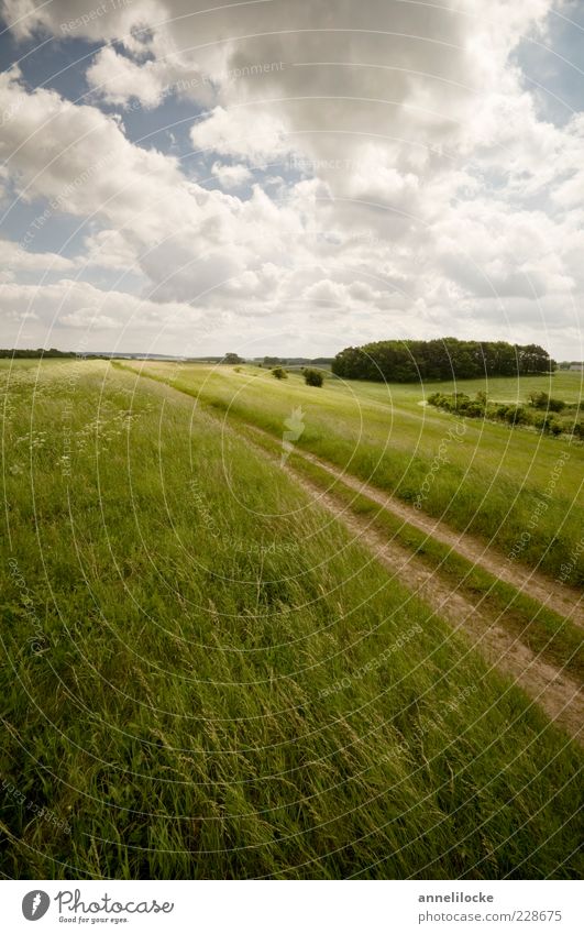 Out into the green Far-off places Environment Nature Landscape Sky Clouds Spring Summer Climate Beautiful weather Meadow Field Lanes & trails Footpath