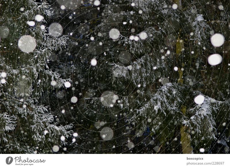 It's snowing Environment Nature Climate Weather Bad weather Snow Snowfall Tree Chaos Colour photo Exterior shot Night Flash photo Central perspective Deserted