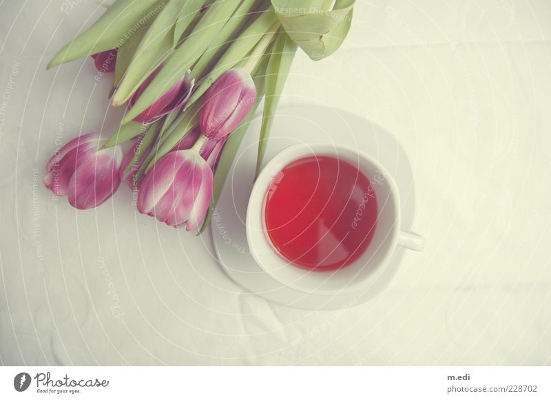 fairytea party Beverage Hot drink Tea Plant Flower Tulip Lie Sweet Kitsch Colour photo Interior shot Neutral Background Bird's-eye view Deserted White Tea cup