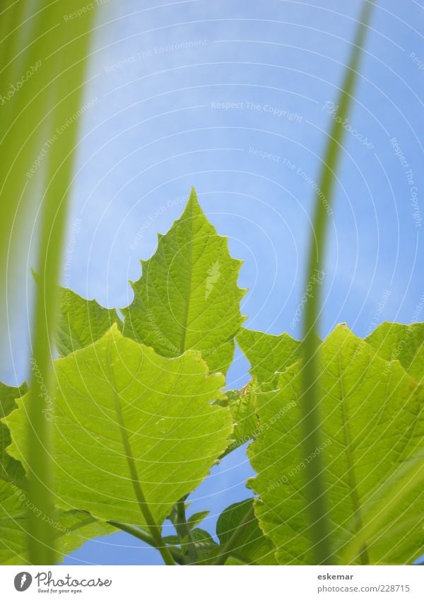 verde Summer Nature Plant Sky Cloudless sky Spring Beautiful weather Grass Leaf Growth Blue Green Leaf green Blade of grass Botany Flourish Colour photo