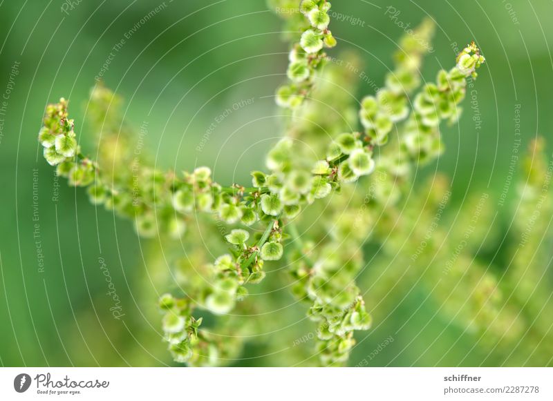 Spermatic cords underneath & over. Nature Plant Bushes Foliage plant Green Verdant Part of the plant Seed Seed plant Many Muddled Under Above Seed head