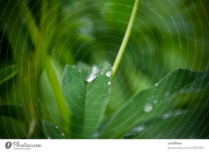 Dry spell. When's the rain coming? Environment Nature Plant Bad weather Rain Leaf Foliage plant Wild plant Green Regen County Drop Dripping Drops of water