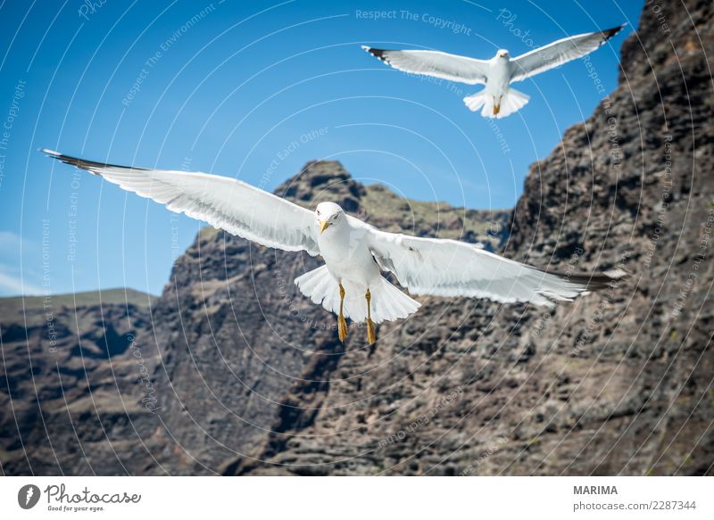 gull feeding Vacation & Travel Nature Animal Coast Ocean Bird 2 Flock Flying Africa canary islands Europe Seagull Los Gigantes Puerto de Santiago spain tenerife