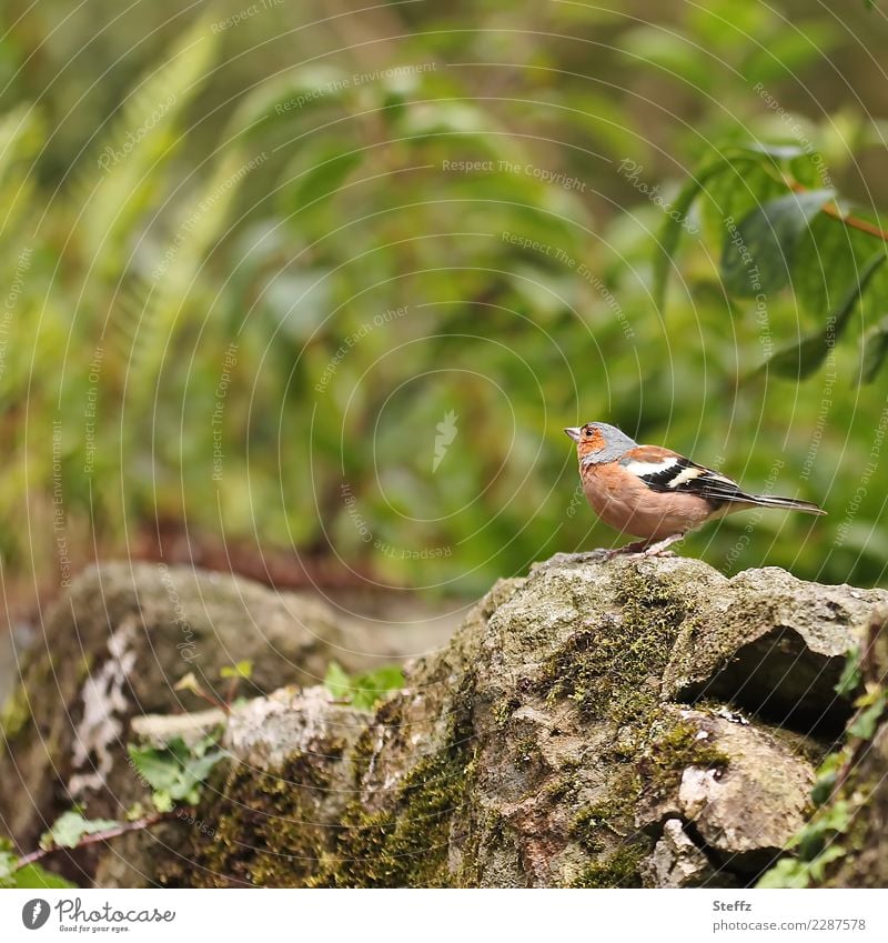 Chaffinch on a stone Finch Bird Wild bird songbird Fringilla coelebs small bird Chaffinch Male male bird Observe Wild plant Stone Rock garden plants July