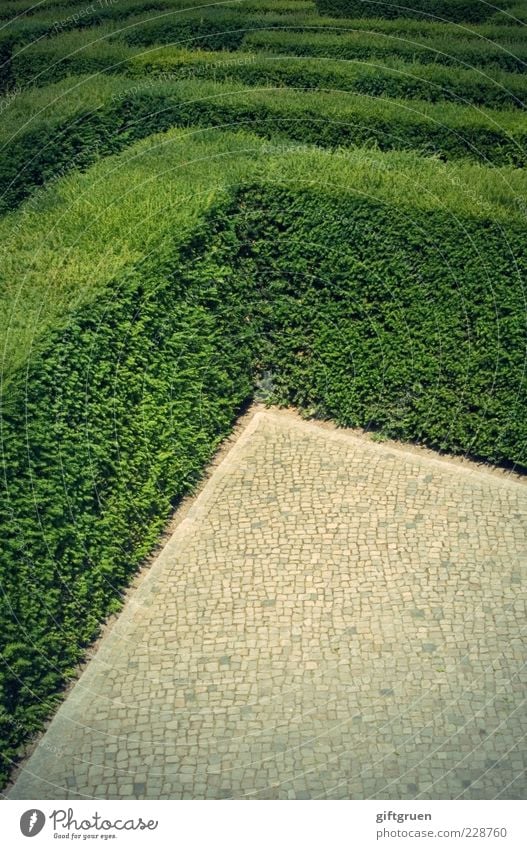 get me outta here! Plant Foliage plant Endurance Curiosity Distress Puzzle Lanes & trails Target Labyrinth Structures and shapes Disorientated Orientation