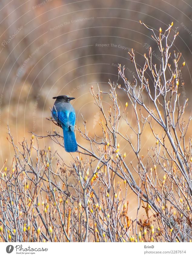 Stellers Blue Jay Sitting on Twig Beautiful Vacation & Travel Tourism Sun Winter Hiking Nature Landscape Animal Park Meadow Wild animal Bird Stripe Bright Black