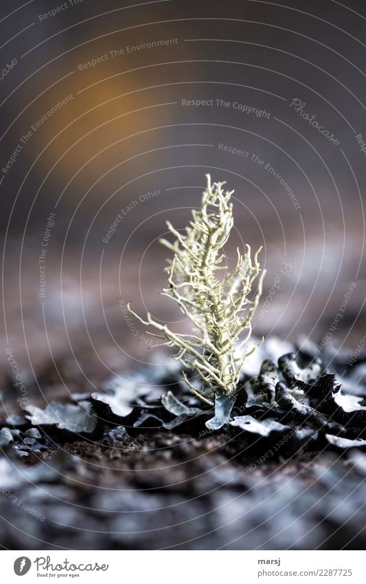 Elegant appearance Nature Plant Lichen Creepy Small Natural ramified Fine Growth Success Individual 1 Strange Whimsical Decent Colour photo Subdued colour