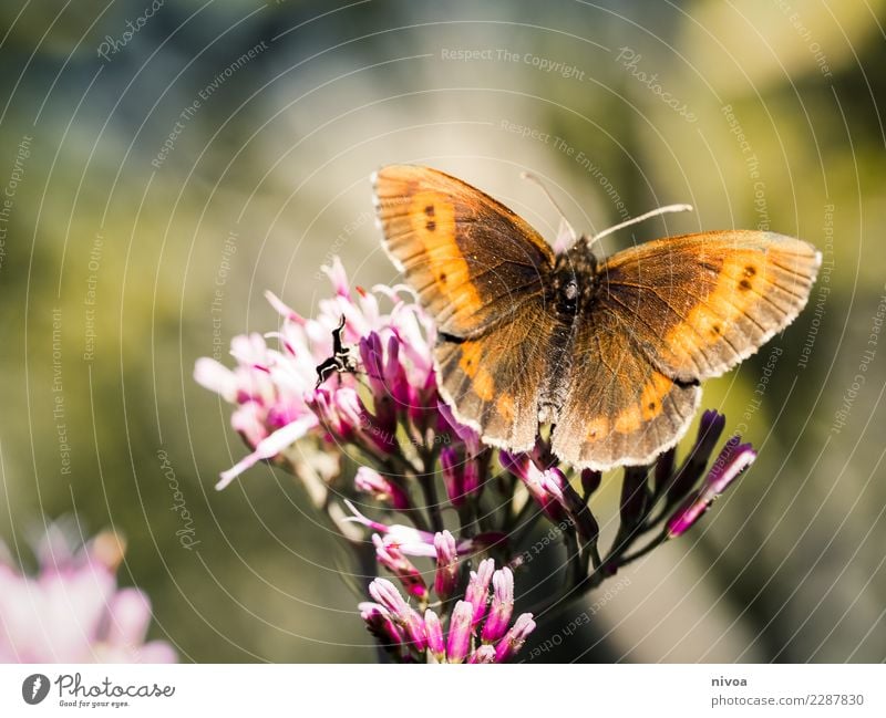 butterfly Art Environment Nature Landscape Plant Animal Flower Grass Garden Park Meadow Butterfly 1 Observe Fragrance Flying To feed Illuminate Friendliness