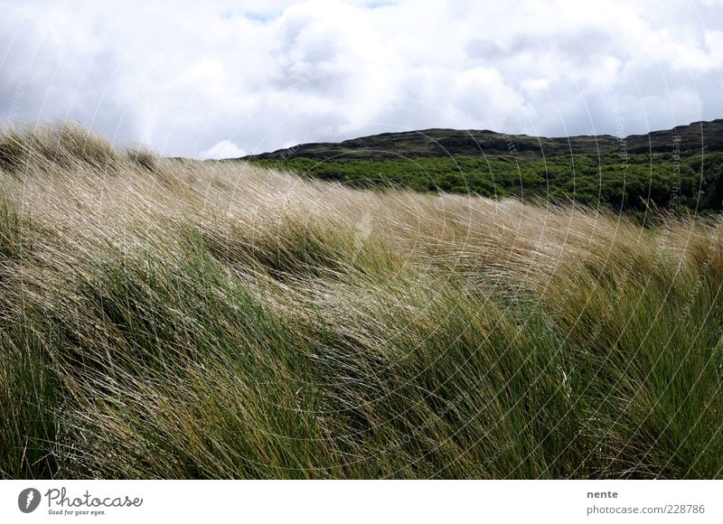 Calgary Landscape Plant Wind Grass Hill Marram grass Beach dune Brown Green Contentment Loneliness Nature Colour photo Exterior shot Deserted Day Long shot