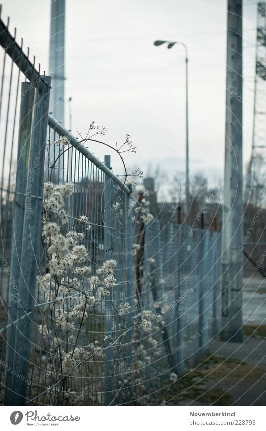 dreary Environment Winter Bad weather Plant Bushes Wild plant Deserted Industrial plant Chimney Esthetic Authentic Cold Blue Gray Moody Humble Boredom Sadness