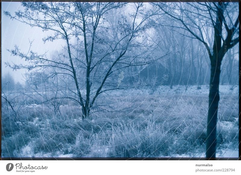 Cold alone at home House (Residential Structure) Environment Nature Landscape Plant Animal Winter Climate Beautiful weather Fog Ice Frost Tree Grass Garden