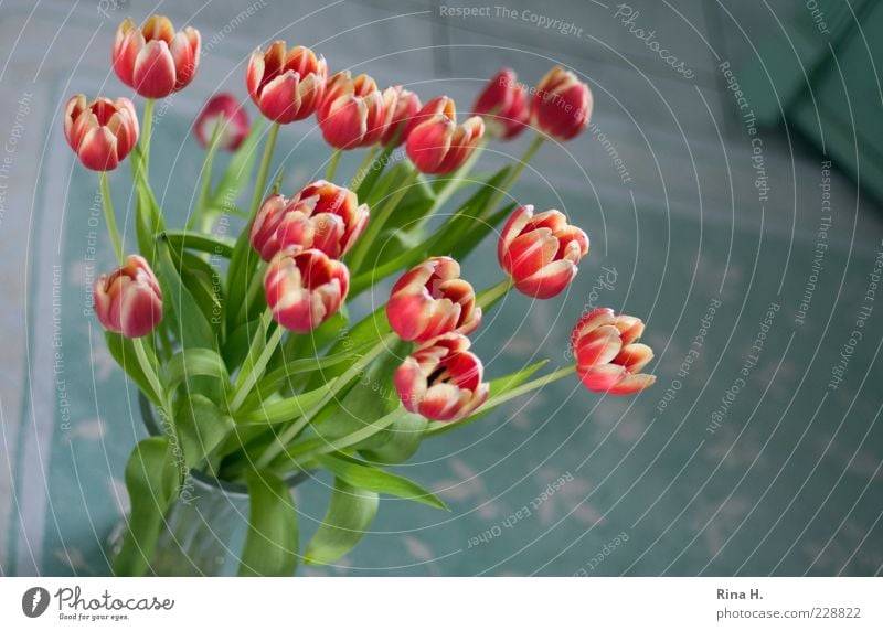 Tulips in bath II Lifestyle Elegant Style Flower Blossoming Emotions Spring fever Bouquet Deserted 1 Red Colour photo Interior shot Sunlight