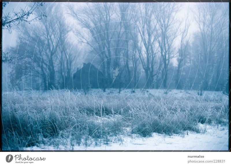 lonely and alone House (Residential Structure) Nature Landscape Plant Winter Climate Bad weather Fog Ice Frost Tree Meadow Forest Dark Cold Natural Moody Dawn